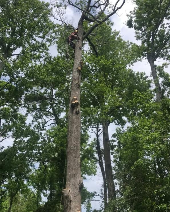 Climber roped into a tall dead tree during a removal in Augusta, WV.