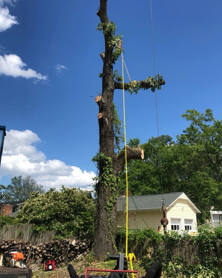 Rigging a limb down from a dead ivy-covered trunk beside a home in Slanesville, WV.