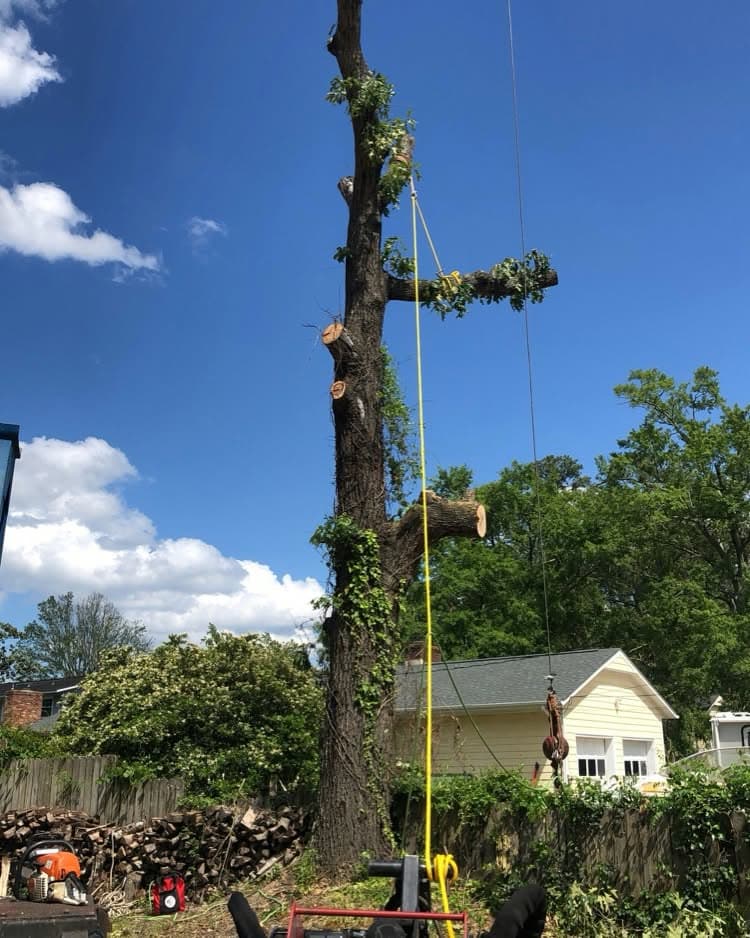 Rigging a limb down from a dead ivy-covered trunk beside a home in Slanesville, WV.