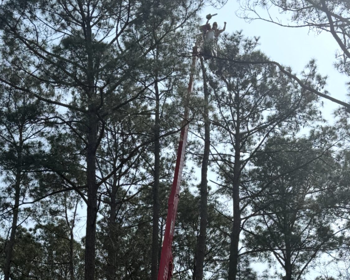 Arborist working at the top of large pine trees from spider lift