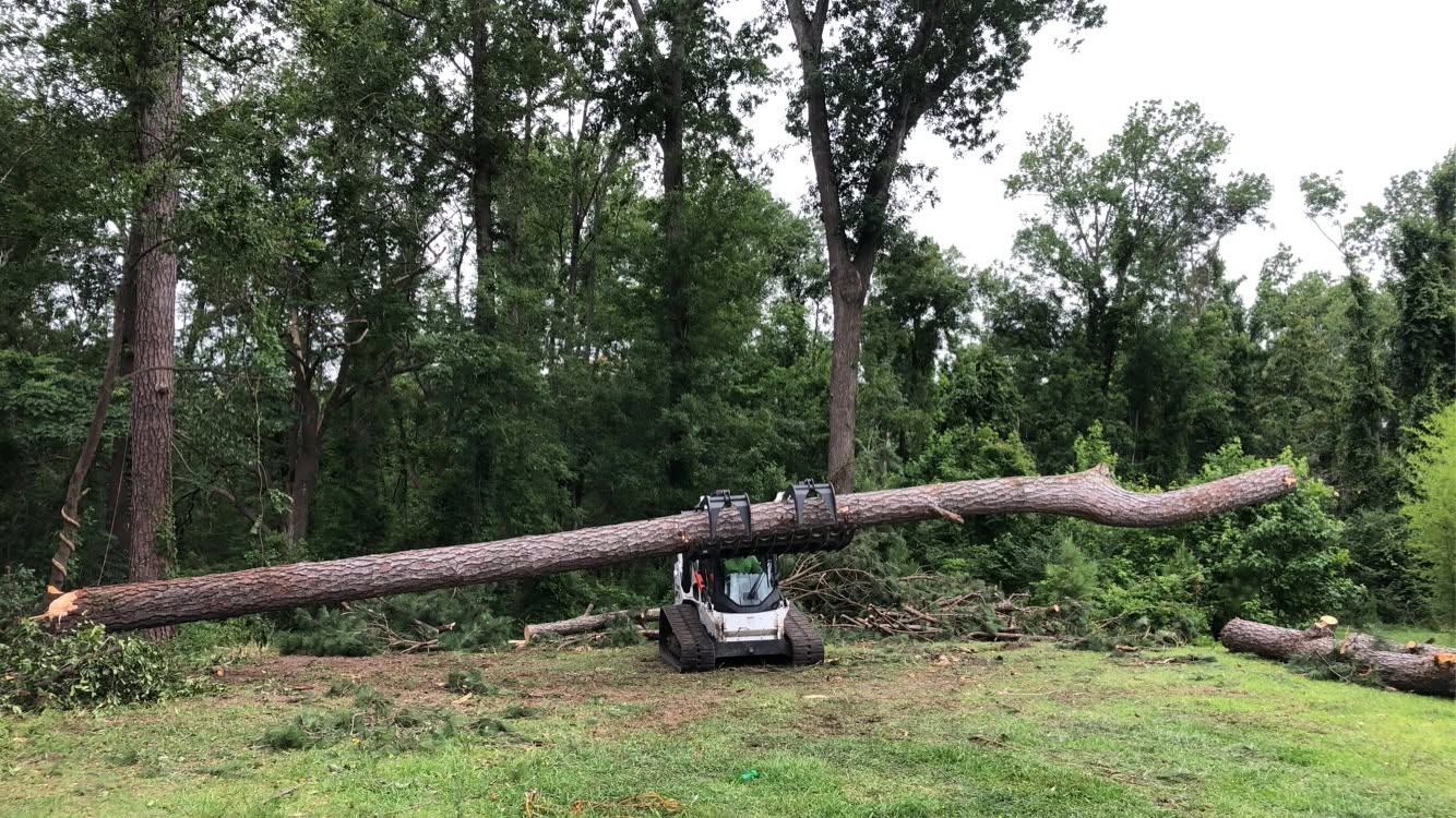 Compact track loader carrying a large failed pine trunk during storm cleanup.