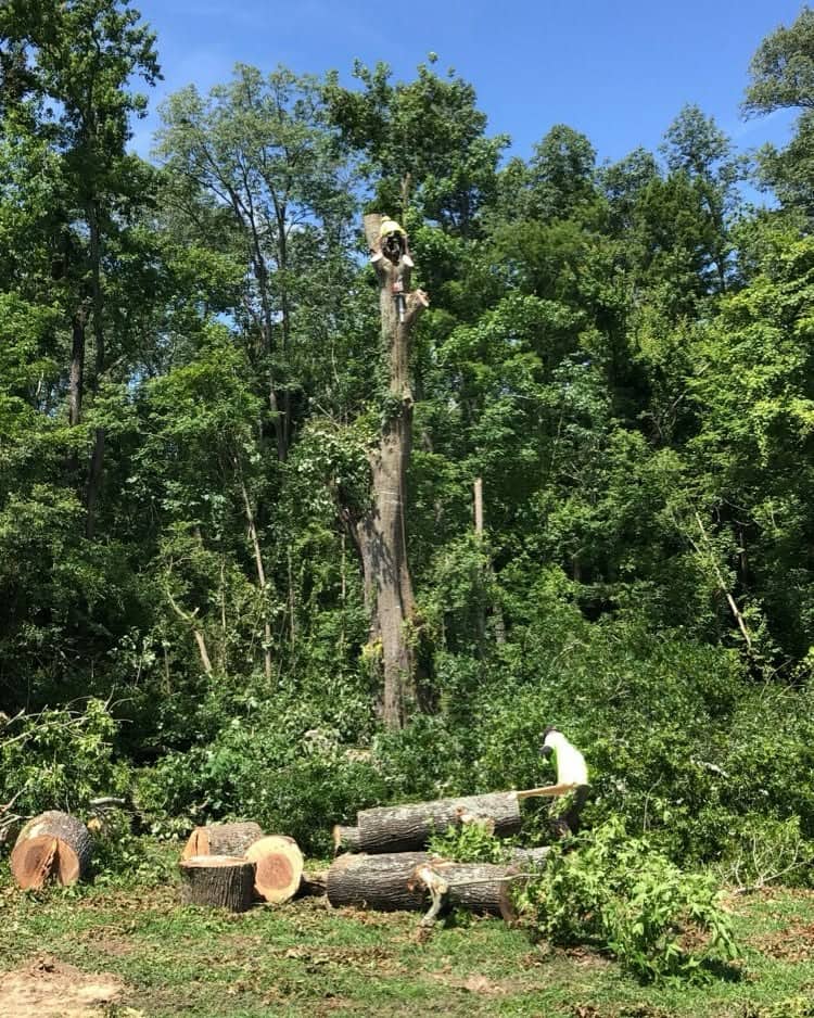 Climber taking down the spar on a large hardwood while a groundsman works below.