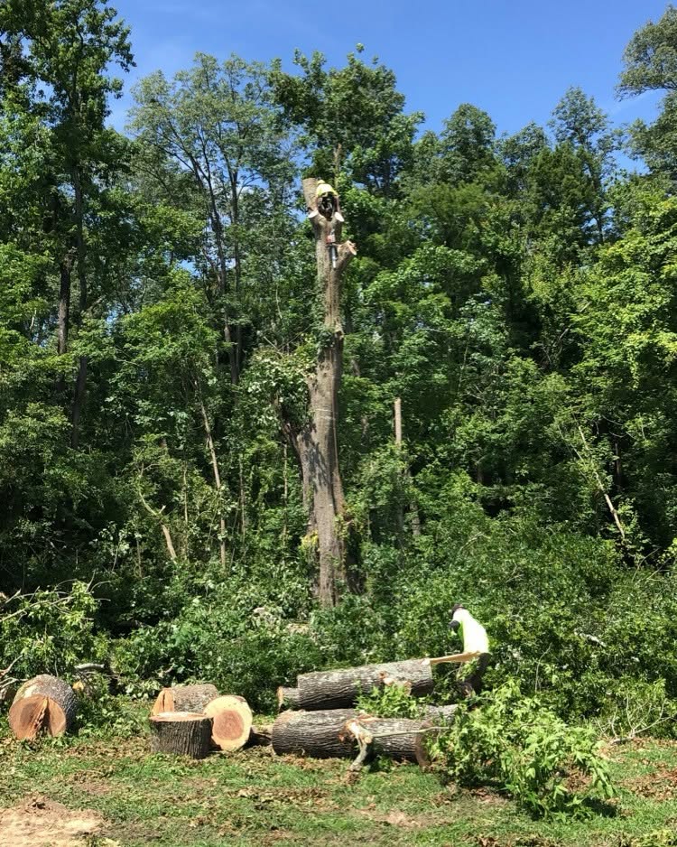 Allied Tree & Land Pros crew removing a large hardwood — climber taking down the spar while a groundsman processes cut sections below.