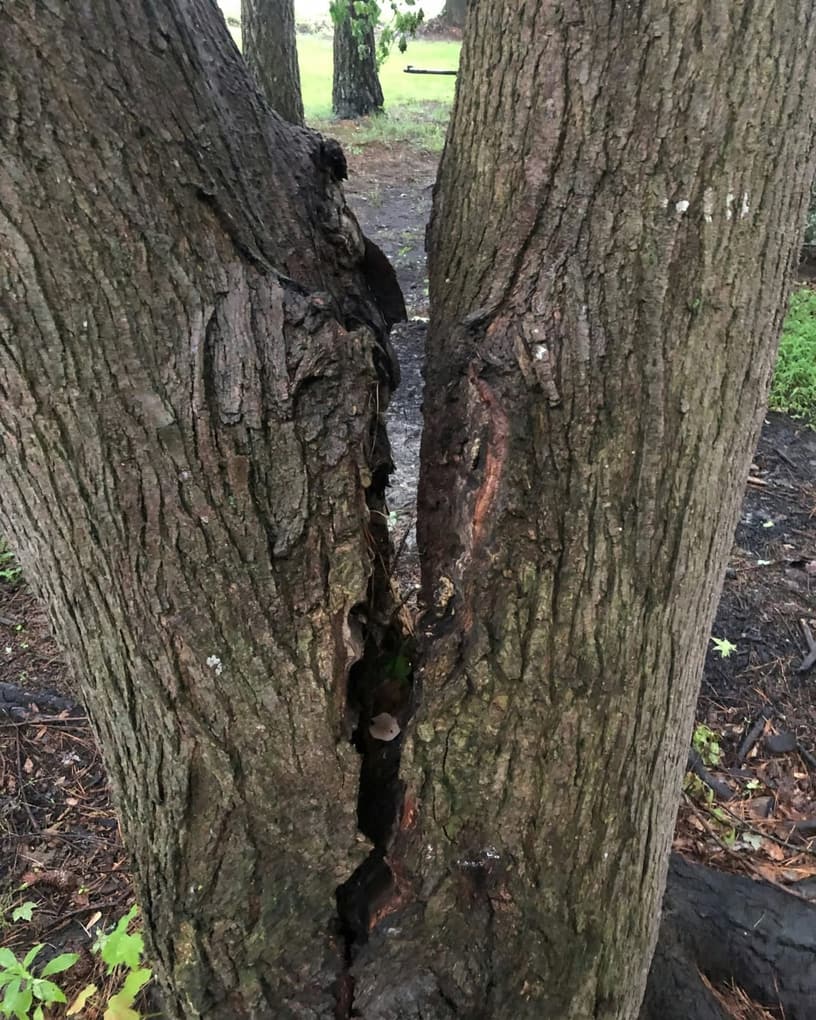 Split between co-dominant stems in Romney, WV, with decay and bracket fungus in the crack.